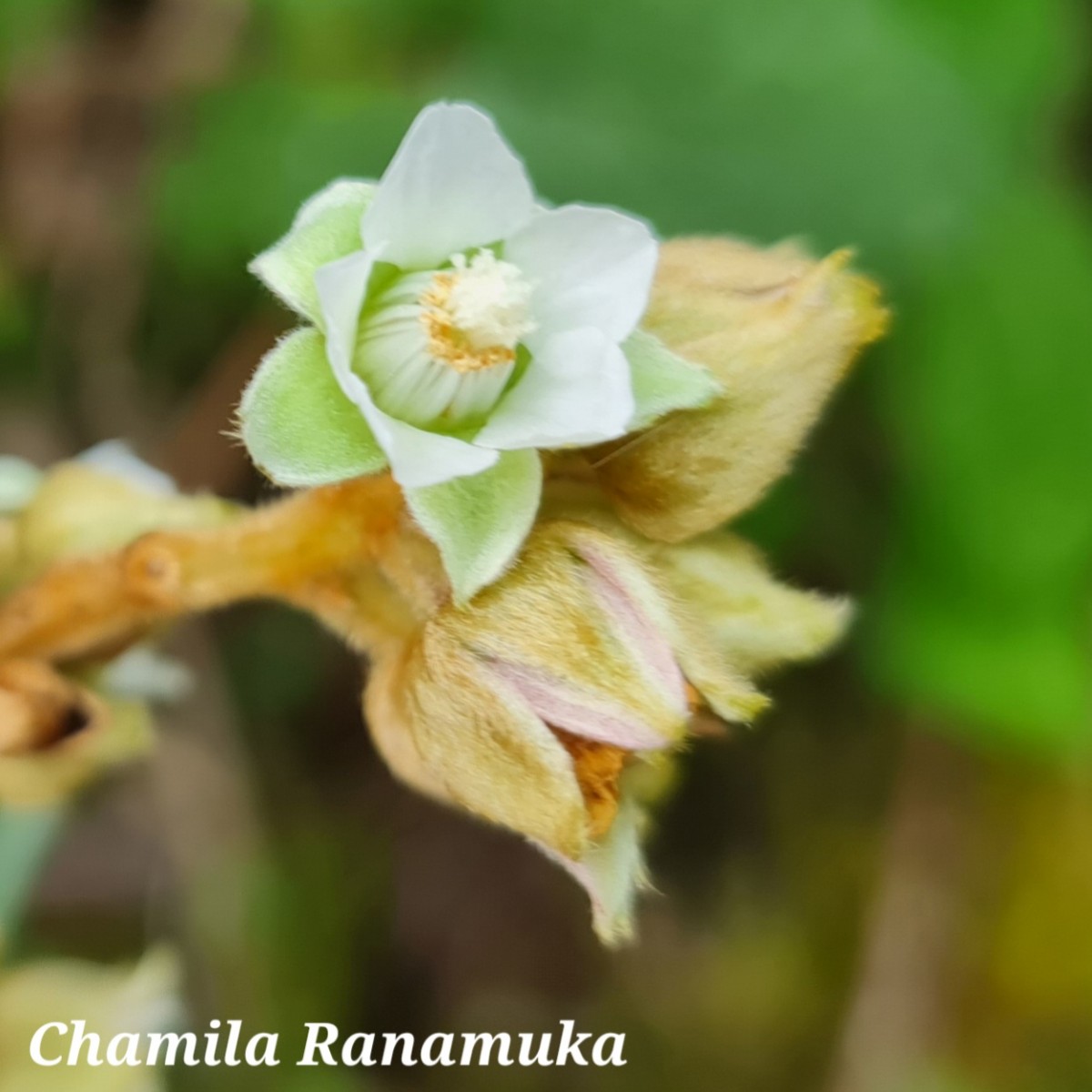 Rubus indicus Thunb.